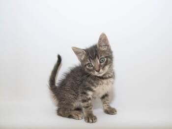 Howlite -  Domestic Short Hair Cat for Adoption in Lansing, Kansas - Howlite | PetCurious