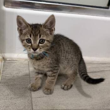 Pookie -  Domestic Short Hair Cat for Adoption in Brownsboro, Alabama - Pookie | PetCurious