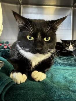 Domestic Short Hair Cats Available for Adoption - Lock | PetCurious