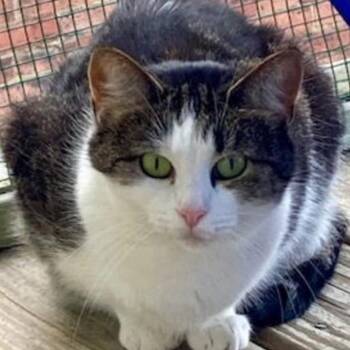 Domestic Short Hair Cats Available for Adoption - Pepper | PetCurious