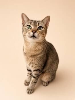 Pachenga (bonded to Sprite) -  Domestic Short Hair Cat for Adoption in Austin, Texas - Pachenga (bonded To Sprite) | PetCurious