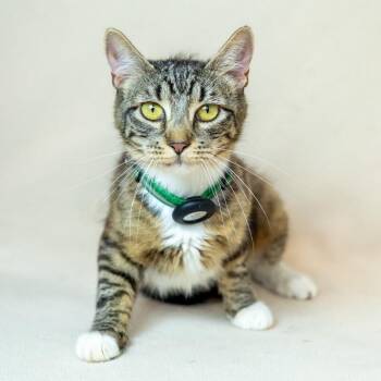 Willa -  Domestic Short Hair Cat for Adoption in North Babylon, New York - Willa | PetCurious