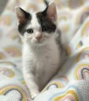 Rescue Domestic Short Hair Cats for Adoption in Portsmouth, Ohio - Wesley | PetCurious