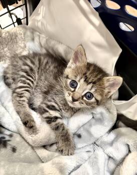 Domestic Short Hair Cats Available for Adoption in Camden, South Carolina - Jitters (Available For Pre-adoption) | PetCurious