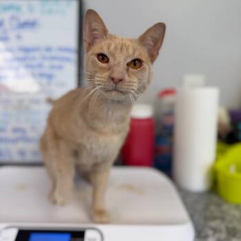 Domestic Short Hair Cats Available for Adoption in Watertown, New York - Ja  Booboo | PetCurious