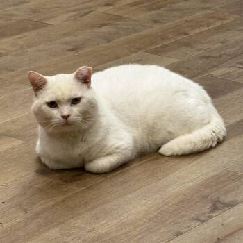 Al Catone -  Domestic Short Hair Cat for Adoption in Richmond, Virginia - Al Catone | PetCurious