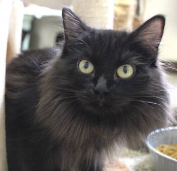 Rescue Domestic Long Hair Cats for Adoption in Fremont, Ohio - Sunshine | PetCurious