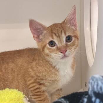 Gaston -  Domestic Short Hair Cat for Adoption in Greensboro, North Carolina - Gaston | PetCurious