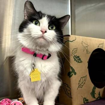 AMORA -  Domestic Medium Hair Cat for Adoption in St. Louis, Missouri - AMORA | PetCurious