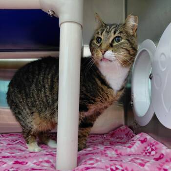 Domestic Short Hair Cats Available for Adoption in Philadelphia, Pennsylvania - Willow | PetCurious