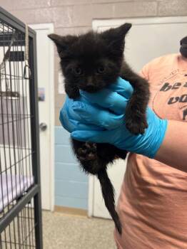 Domestic Short Hair Cats Available for Adoption in Blountville, Tennessee - Lynx | PetCurious