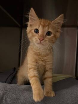 Square -  Domestic Short Hair Cat for Adoption in Ocala, Florida - Square | PetCurious