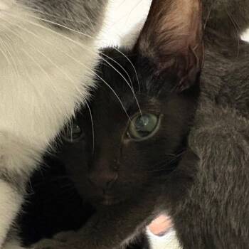 Ciabatta -  Domestic Medium Hair Cat for Adoption in Reno, Nevada - Ciabatta | PetCurious