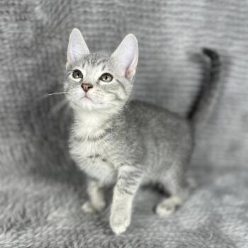Haymitch - Andrea foster -  Domestic Short Hair Cat for Adoption in Social Circle, Georgia - Haymitch - Andrea Foster | PetCurious