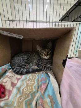 Isabeau -  Domestic Short Hair Cat for Adoption in Vero Beach, Florida - Isabeau | PetCurious