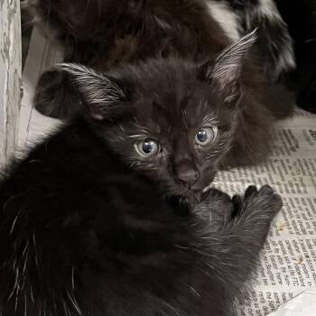 Grumpy -  Domestic Short Hair Cat for Adoption in Charleston, West Virginia - Grumpy | PetCurious