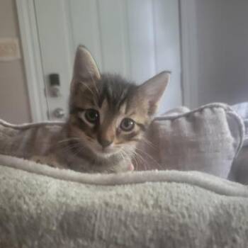 Domestic Short Hair Cats Available for Adoption in Liverpool, Texas - Tigger | PetCurious