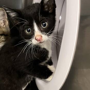JJ -  Domestic Short Hair Cat for Adoption in West Palm Beach, Florida - JJ | PetCurious