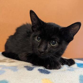 Po -  Domestic Short Hair Cat for Adoption in Rochester, Minnesota - Po | PetCurious