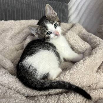 Domestic Short Hair Cats Available for Adoption in Ephrata, Washington - Lulu | PetCurious