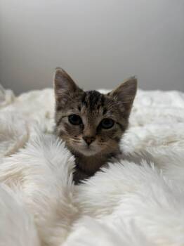 Elena Kagan -  Domestic Short Hair Cat for Adoption in Cleveland, Ohio - Elena Kagan | PetCurious
