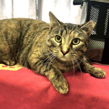 Domestic Short Hair Cats Available for Adoption - Ms. Ginger | PetCurious