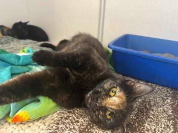 Cinnamon -  Domestic Short Hair Cat for Adoption in New Kensington, Pennsylvania - Cinnamon | PetCurious
