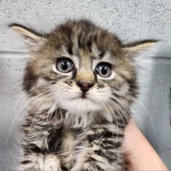 Johnny Cash -  Domestic Long Hair Cat for Adoption in Allentown, Pennsylvania - Johnny Cash | PetCurious