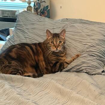 Scooter -  Domestic Short Hair Cat for Adoption in Alexandria, Virginia - Scooter | PetCurious