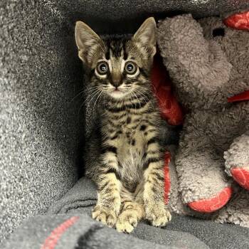 Back it up Terry -  Domestic Short Hair Cat for Adoption in Abilene, Texas - Back It Up Terry | PetCurious