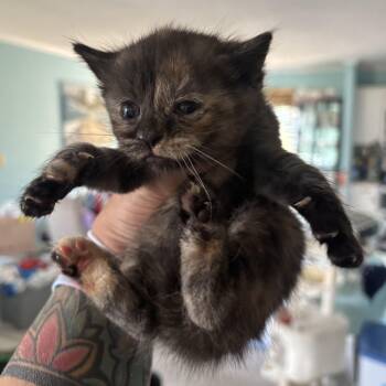 Domestic Short Hair Cats Available for Adoption in Greenville, North Carolina - Meg | PetCurious
