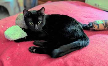 onyx -  Domestic Short Hair Cat for Adoption in San Jose, California - Onyx | PetCurious