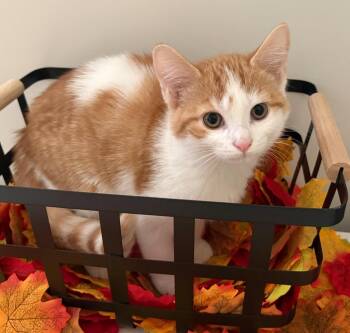 Marigold -  Domestic Short Hair Cat for Adoption in Arthur, Ontario - Marigold | PetCurious