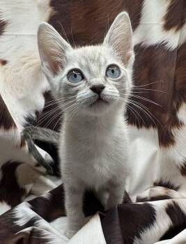 Siamese and Tabby Cats Available for Adoption in San Diego, California - Arriba | PetCurious