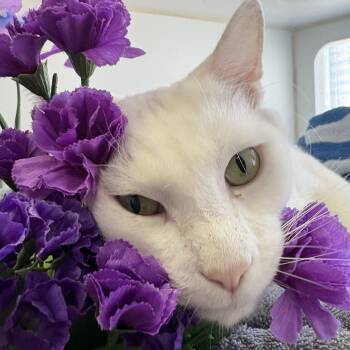 Domestic Short Hair Cats Available for Adoption - Ghost | PetCurious