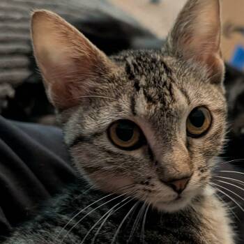 Violet -  Domestic Short Hair Cat for Adoption in Memphis, Tennessee - Violet | PetCurious