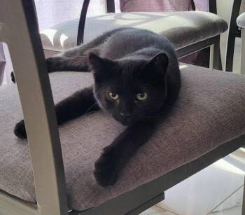 Rescue Domestic Short Hair Cats for Adoption in Delhi, Ontario - FRITZL | PetCurious