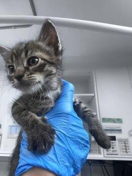 Victor -  Domestic Short Hair Cat for Adoption in Daytona Beach, Florida - Victor | PetCurious