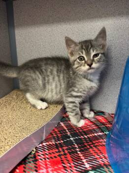 Koala -  Domestic Medium Hair Cat for Adoption in Liverpool, New York - Koala | PetCurious