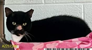 SQUID -  Domestic Short Hair Cat for Adoption in West Palm Beach, Florida - SQUID | PetCurious