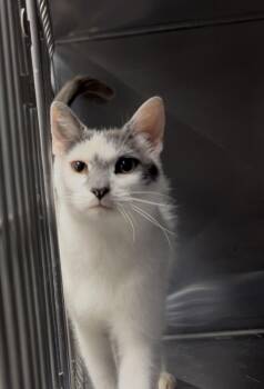 Hemlock -  Domestic Short Hair Cat for Adoption in Montville, New Jersey - Hemlock | PetCurious