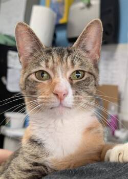 LONA -  Domestic Short Hair Cat for Adoption in Canfield, Ohio - LONA | PetCurious