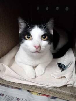 Cow -  Domestic Short Hair Cat for Adoption in Daytona Beach, Florida - Cow | PetCurious