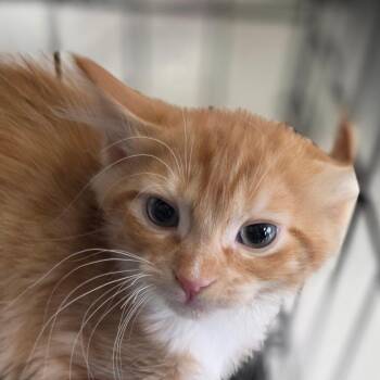 Sam Wise -  Domestic Medium Hair Cat for Adoption in Huntsville, Alabama - Sam Wise | PetCurious