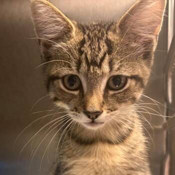 Skechers -  Domestic Short Hair Cat for Adoption in East Hanover, New Jersey - Skechers | PetCurious