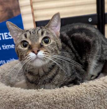 Paprika -  Tabby Cat for Adoption in Farmland, Indiana - Paprika | PetCurious