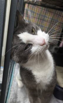 Rescue Domestic Short Hair Cats for Adoption in Cincinnati, Ohio - Aiden | PetCurious