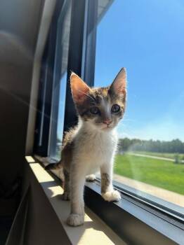 Melissa -  Domestic Short Hair Cat for Adoption in Effingham, Illinois - Melissa | PetCurious