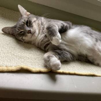 Spinach -  Domestic Short Hair Cat for Adoption in Evanston, Illinois - Spinach | PetCurious