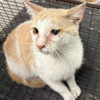 IVHS-Stray-140033 -  Domestic Short Hair Cat for Adoption in San Gabriel, California - IVHS-Stray-140033 | PetCurious